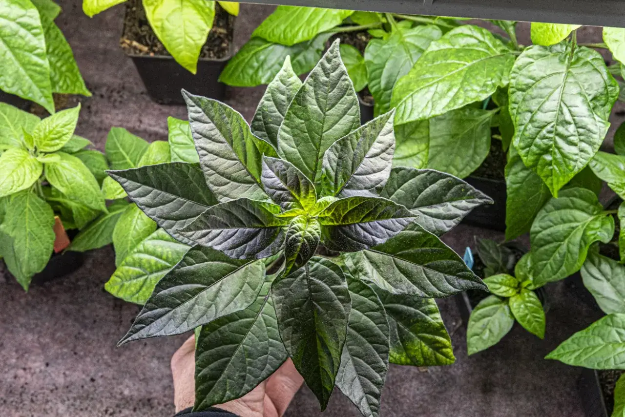 En hand h&aring;ller en ung planta f&ouml;r att odla chili i kruka. M&aring;nga gr&ouml;na blad syns i bakgrunden.