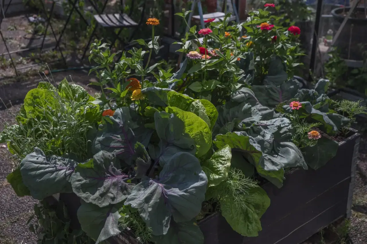 En frodig samplantering i pallkrage med kål, sallat, dill och zinnia. En vacker och produktiv kombination.