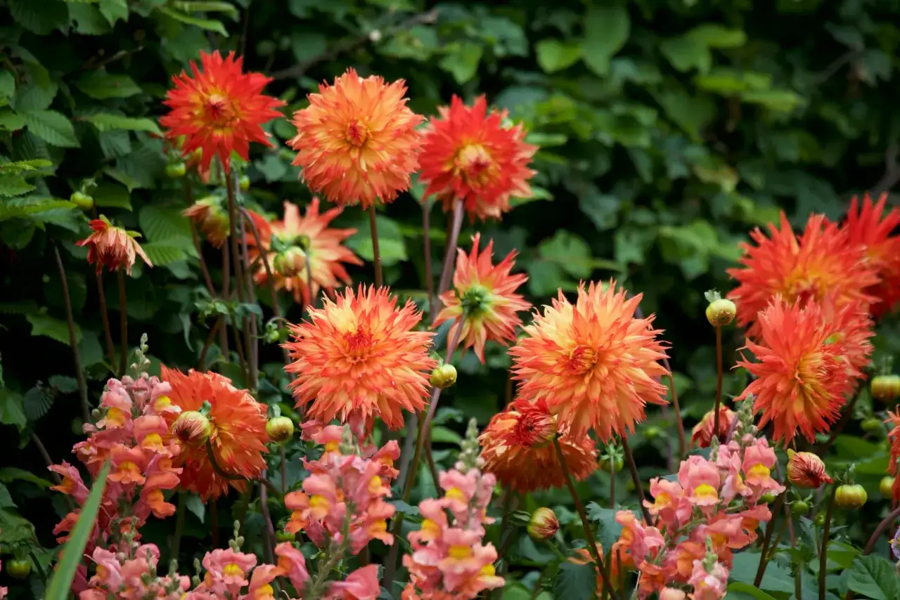 En frodig dahlia rabatt med lysande orange blommor och rosa lejongap.