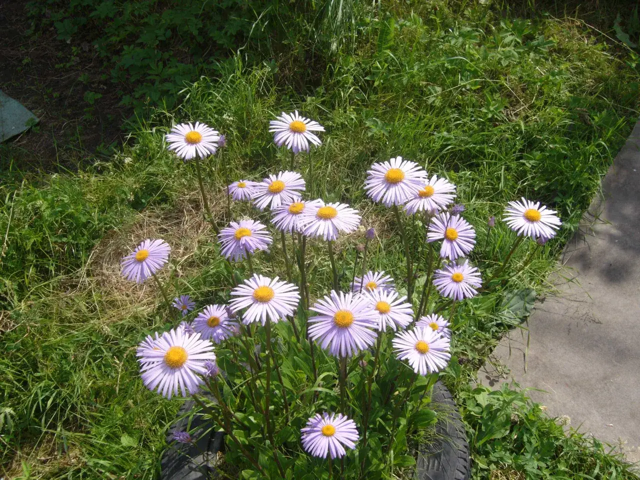 En grupp ljuslila blommor, liknande bellis perennis, med gula mittar växer i gräset.