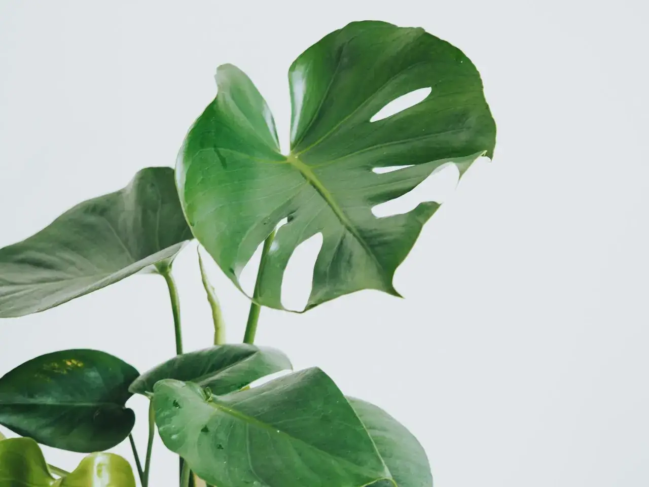 En n&auml;rbild av en gr&ouml;n monstera med sina karakt&auml;ristiska blad. Vissa vet att monstera &auml;r giftig, men den &auml;r &auml;nd&aring; en popul&auml;r inredningsdetalj.