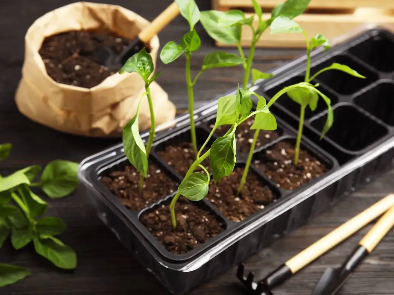 Sm&aring; chiliplantor i plastkrukor redo att planteras om. Jord i en pappersp&aring;se och tr&auml;dg&aring;rdsredskap i bakgrunden.