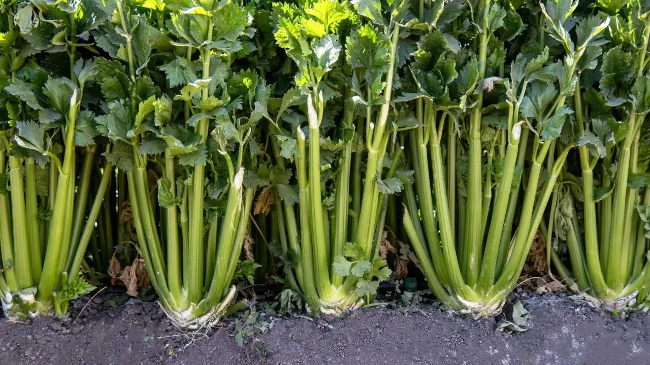 Rad med frodig selleri som v&auml;xer i jorden. En vacker syn f&ouml;r alla som vill odla selleri.