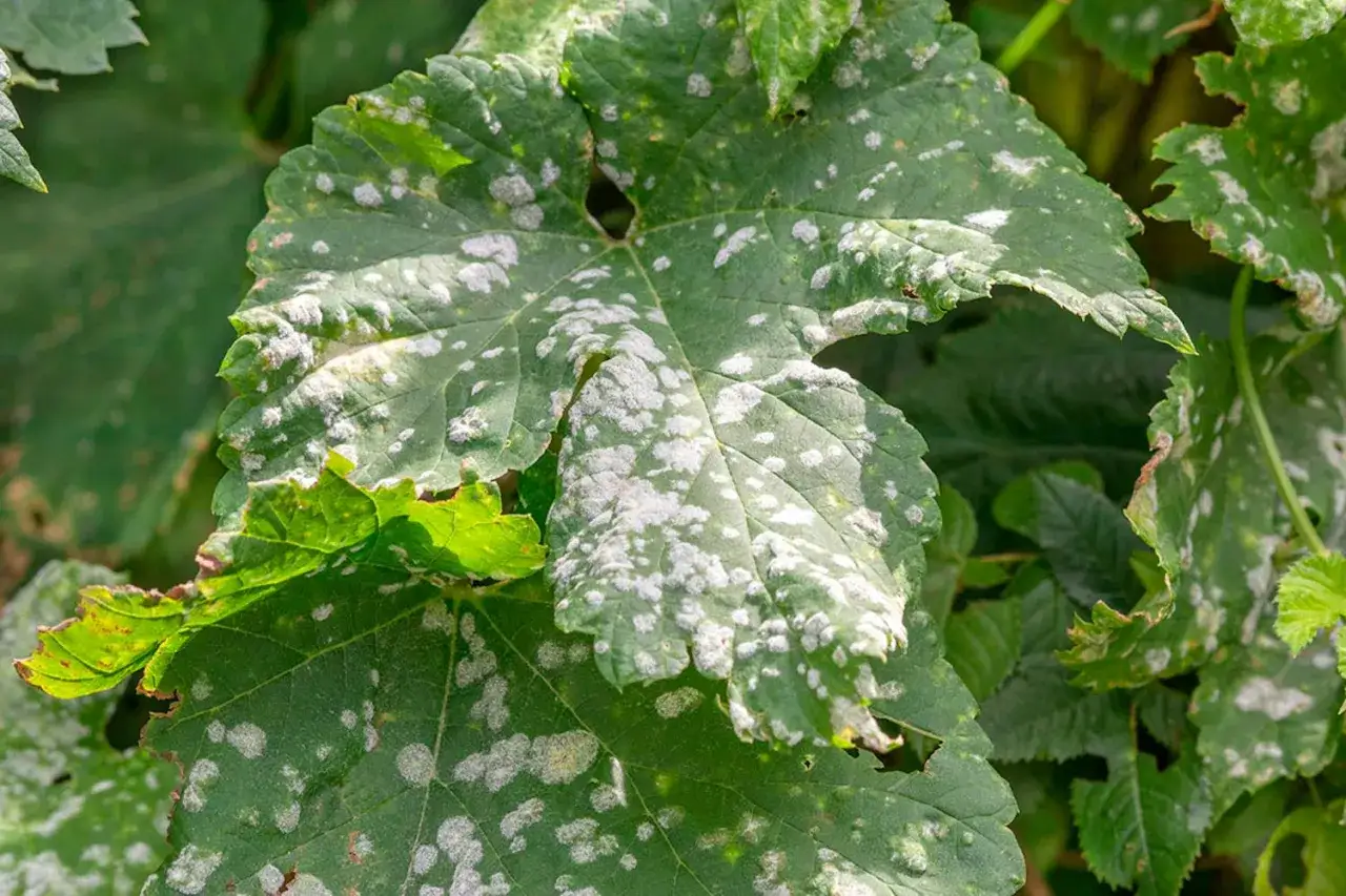 Gr&ouml;na blad med vita fl&auml;ckar, tecken p&aring; downy mildew (mj&ouml;ldagg).