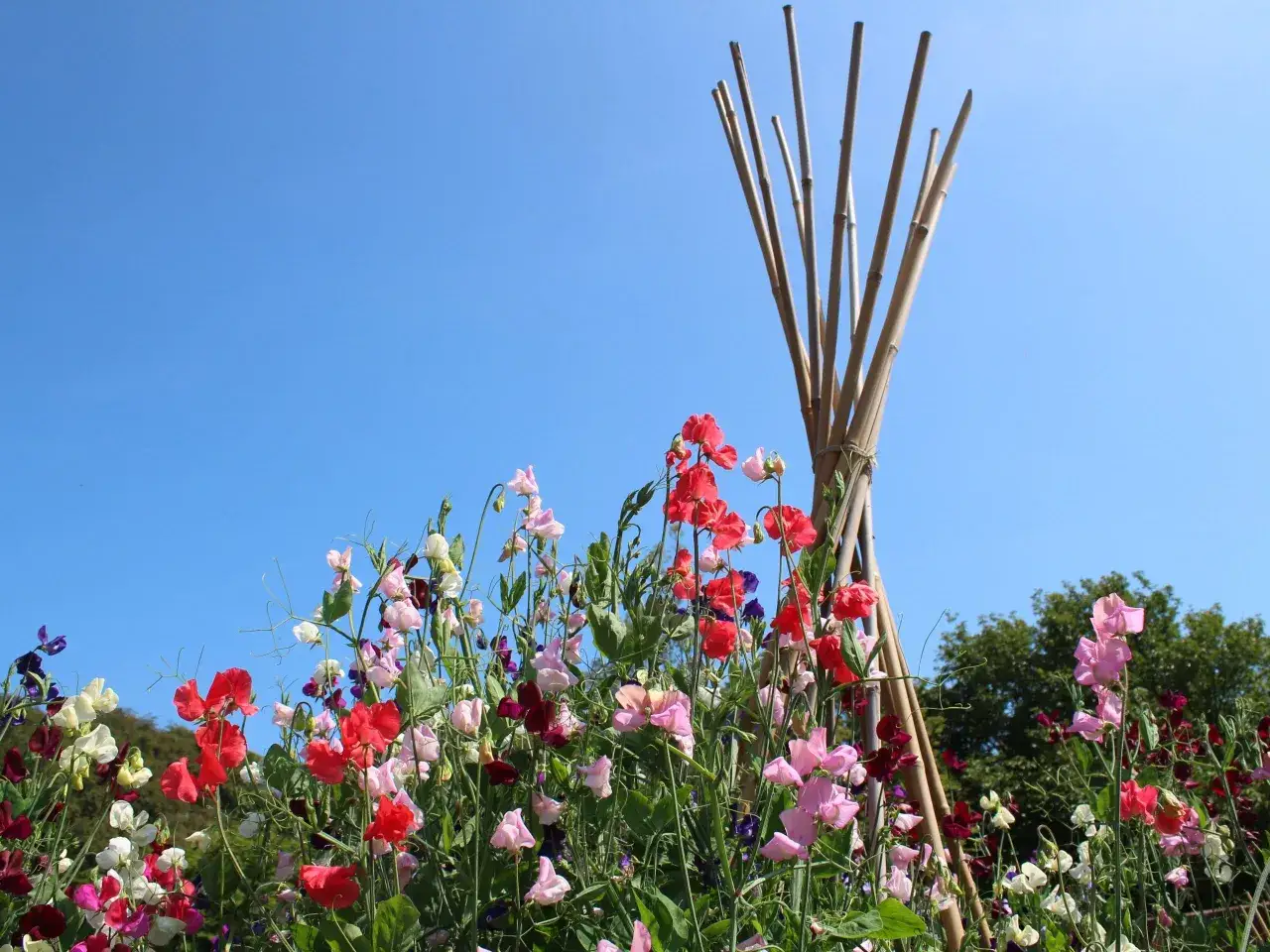 En f&auml;rgsprakande rabatt med s&ouml;ta lukt&auml;rter i nyanser av rosa, r&ouml;tt och lila. En bambust&auml;llning ger st&ouml;d &aring;t kl&auml;tterv&auml;xterna mot en klarbl&aring; himmel.