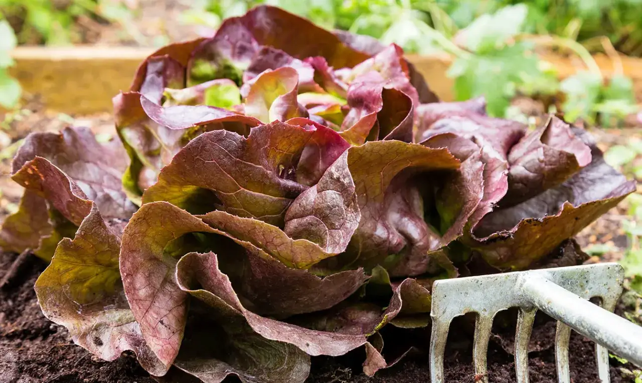 En vacker rödbladig sallat, en av många sallad sorter, växer i jorden. En liten trädgårdsgrep ligger bredvid.