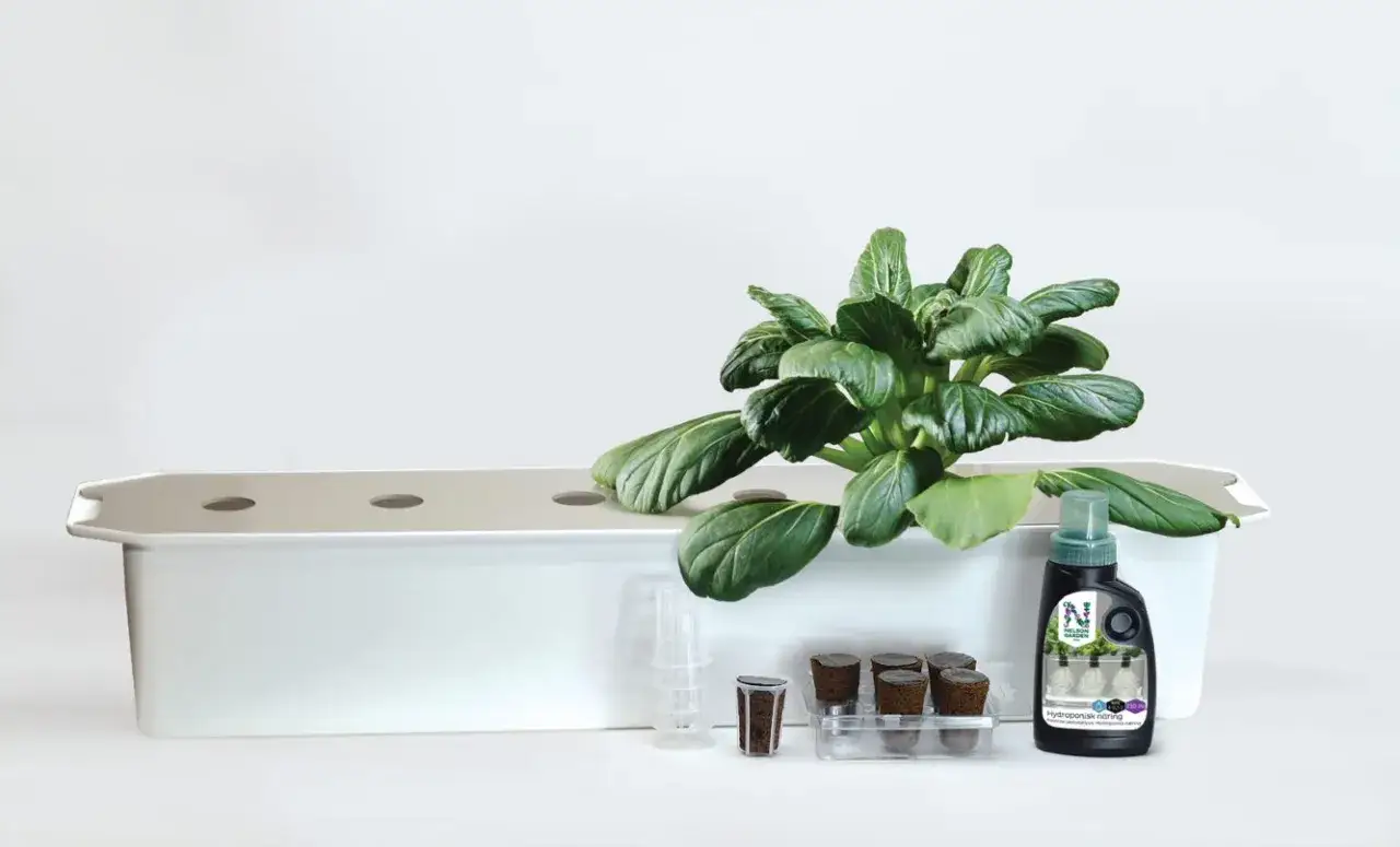 Hydroponisk odling av tomat. En grön planta växer i ett vitt system. Bredvid finns näring och odlingskuber.
