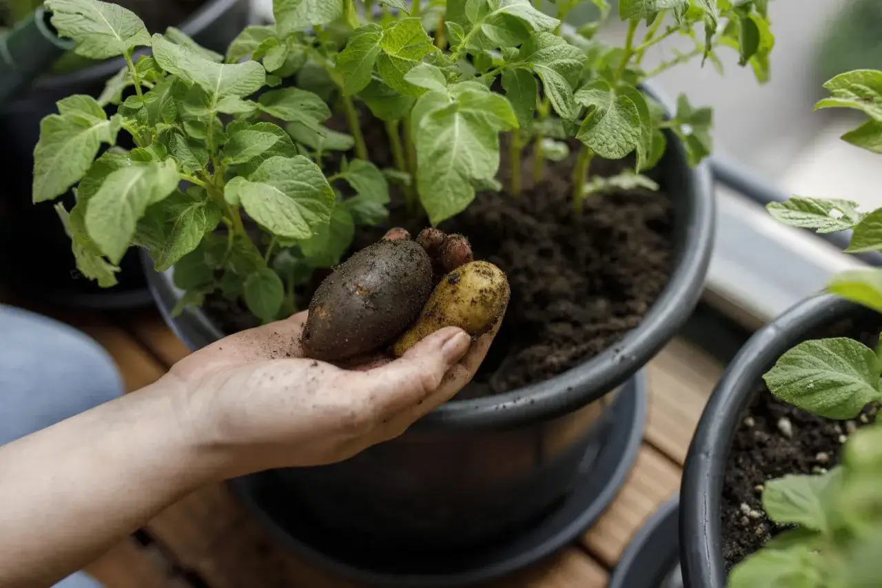 Hand håller upp färskpotatis från en kruka med potatisplantor.