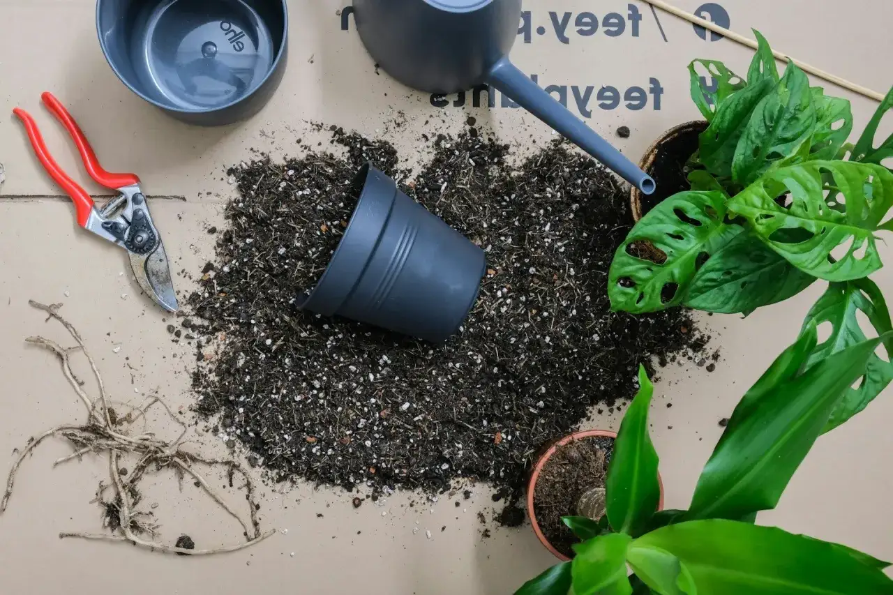 Red secateurs, soil, and plants ready to plantera om blommor. En vattenkanna och krukor ligger utspridda.