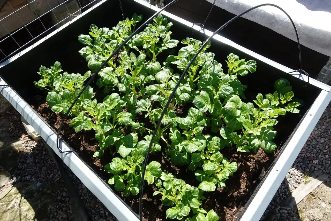 Gr&ouml;na, frodiga plantor av pommes de terre v&auml;xer i en odlingsl&aring;da. De har nyligen f&aring;tt st&ouml;d av svarta b&aring;gar.