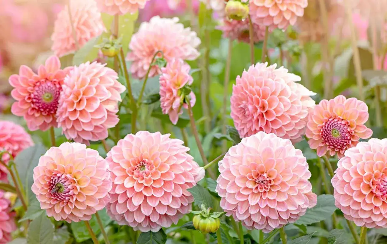 En blomstrande dahlia-äng i nyanser av rosa och persika. Varje dahlia bloom är en perfekt skulptur av kronblad.