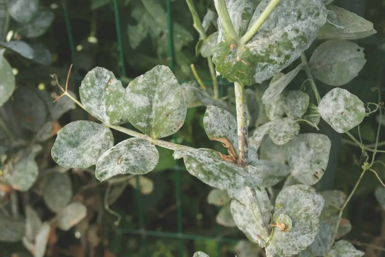 Gr&ouml;na blad med sm&aring; vita prickar, som om de vore pudrade. En del blad har bruna fl&auml;ckar.