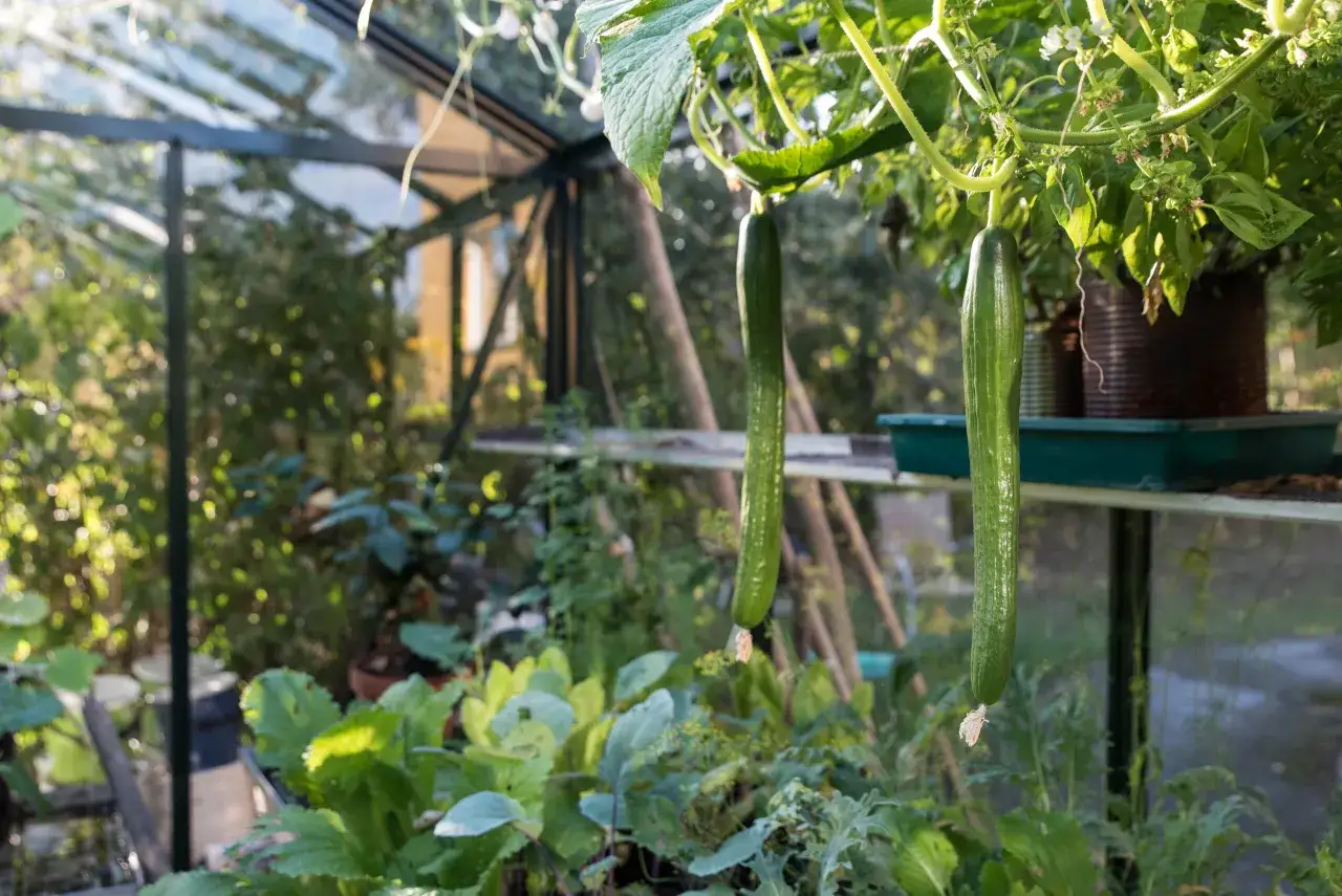 Två avlånga gurkor hänger i ett växthus. Grönska och andra växter syns i bakgrunden. Plantera om gurka djupare för bättre rotutveckling.