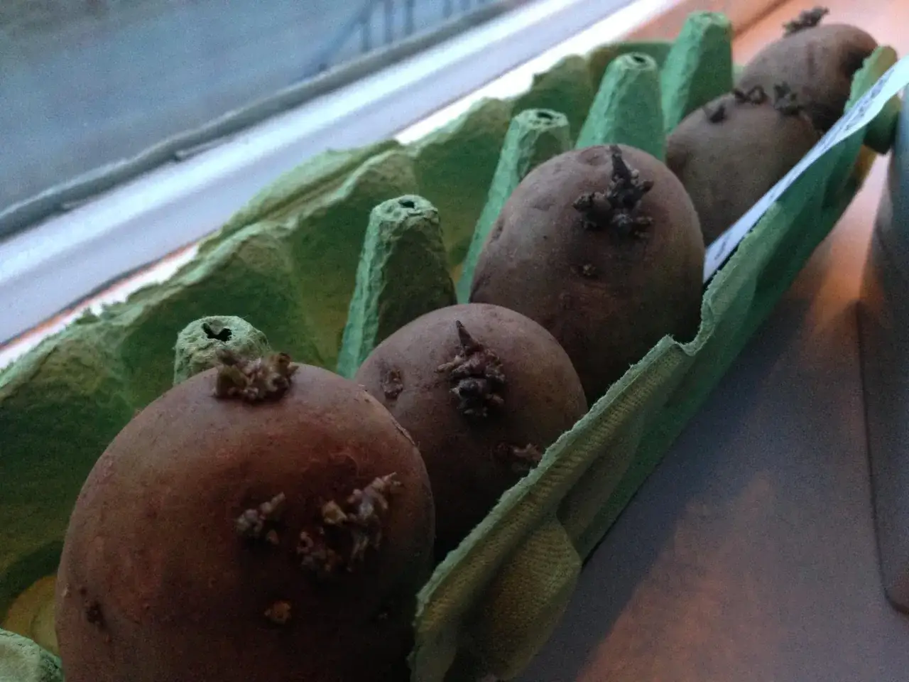 Potatisar i en &auml;ggkartong som b&ouml;rjar gro. Snart dags att plantera dem f&ouml;r att f&aring; egenodlad potatis.