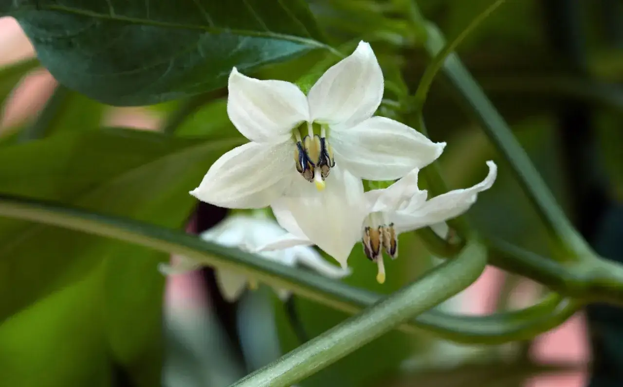Vita chilifj&auml;rilar som hj&auml;lper till att pollinera chiliplantan.