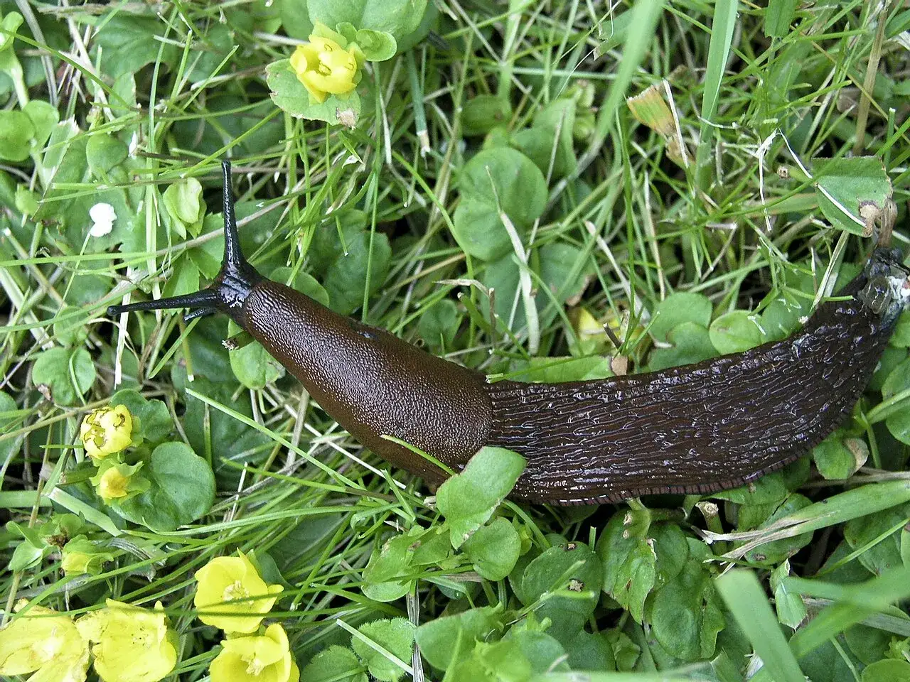En brun snigel kryper genom gr&auml;set bland sm&aring; gula blommor.
