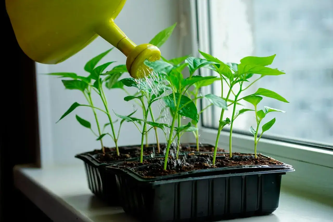 Vattenkanna vattnar små paprika plantor i fönsterkarmen.