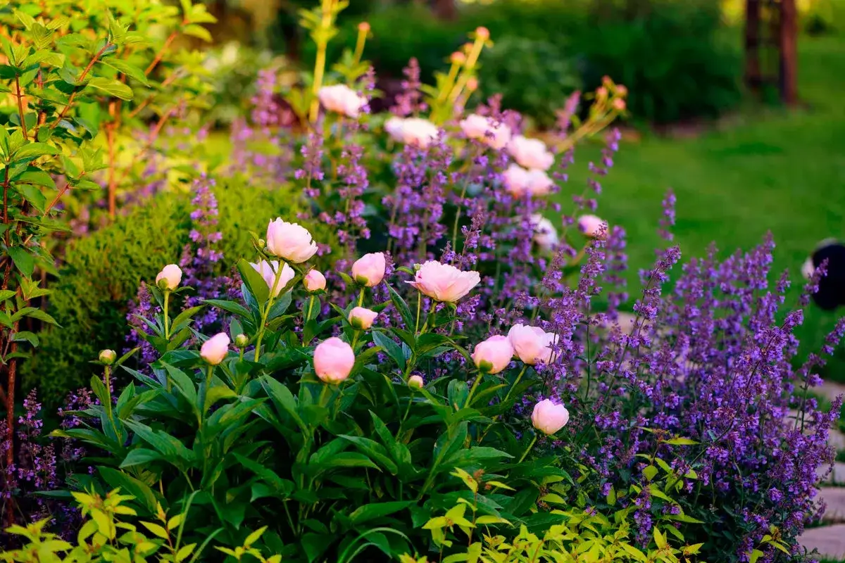 Rosa pioner blommar i en lummig tr&auml;dg&aring;rd, en vacker syn n&auml;r man plantera pion p&aring; v&aring;ren.