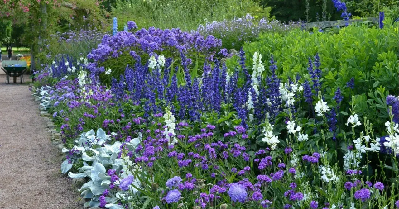 En lummig rabatt med bl&aring;klint perenn och andra lila och vita blommor l&auml;ngs en grusg&aring;ng.