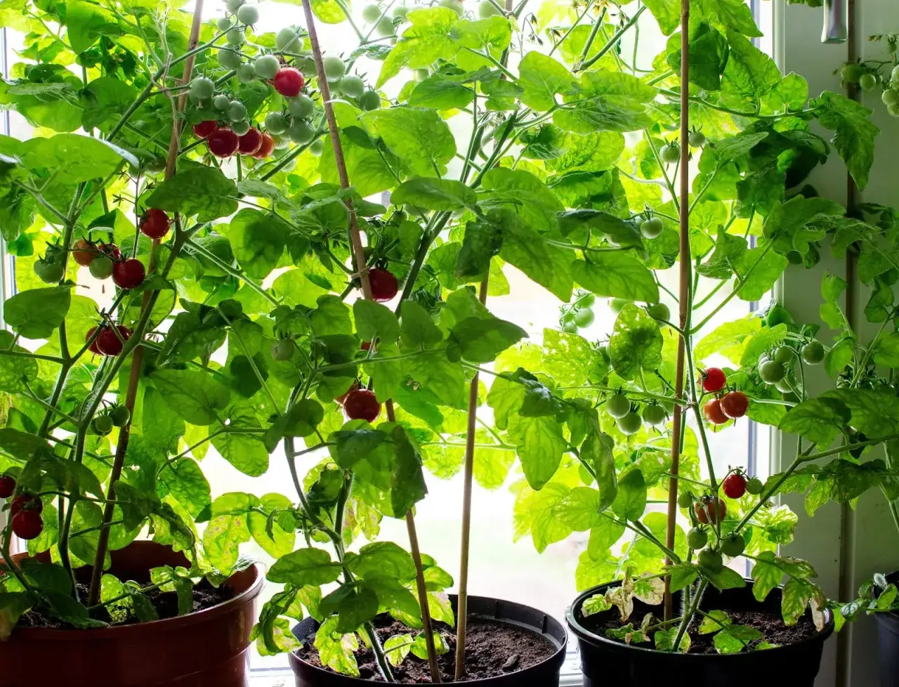 Tomatplantor i full blom p&aring; f&ouml;nsterbr&auml;dan, med b&aring;de gr&ouml;na och r&ouml;da tomater. En h&auml;rlig syn av s&aring; tomater i januari!