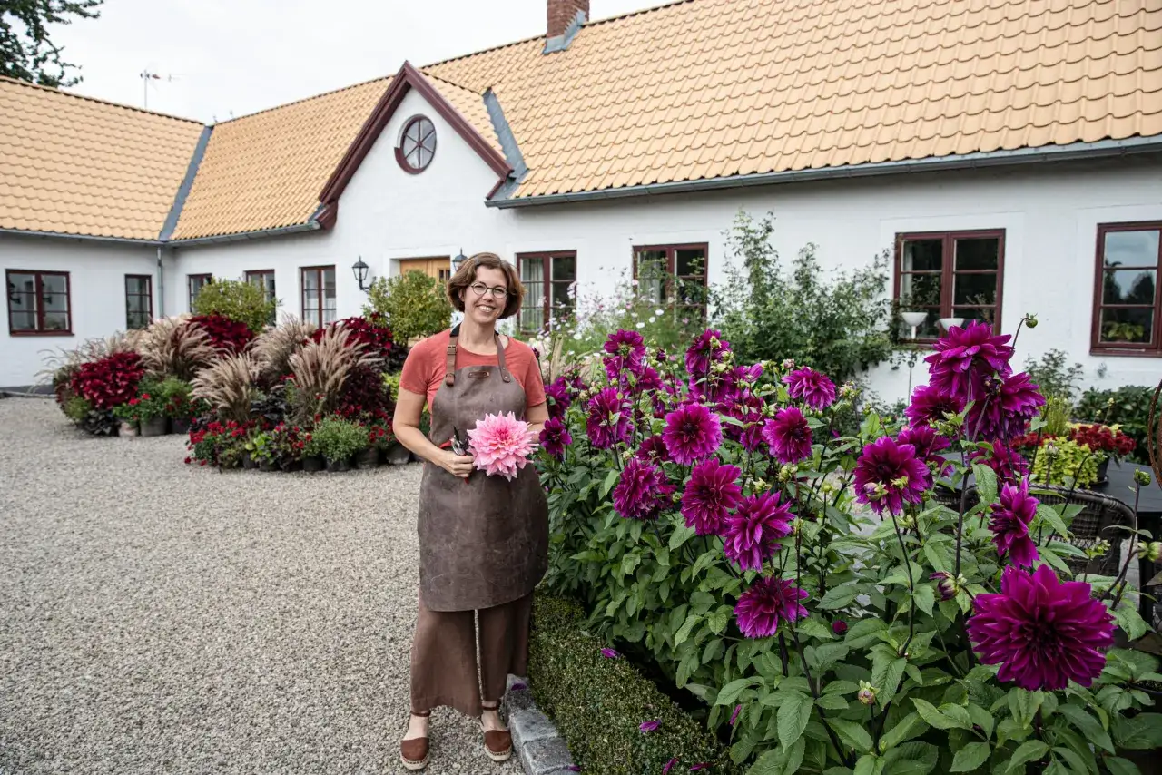 En kvinna med ett förkläde håller en dahlia framför ett hus. Hon är redo att plantera dahlia i sin vackra trädgård.