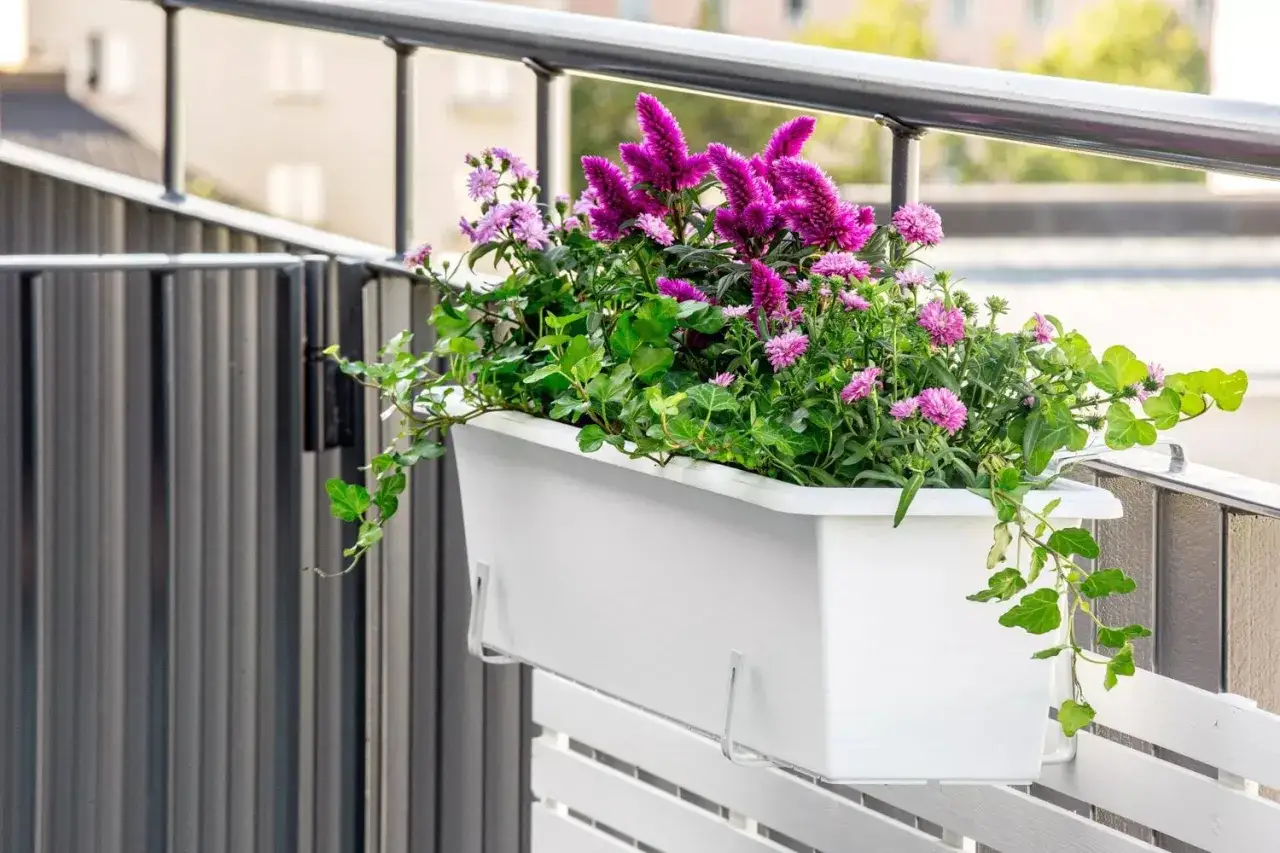 En vit balkonglåda fylld med lila blommor och gröna blad, perfekt för att plantera i balkonglåda.