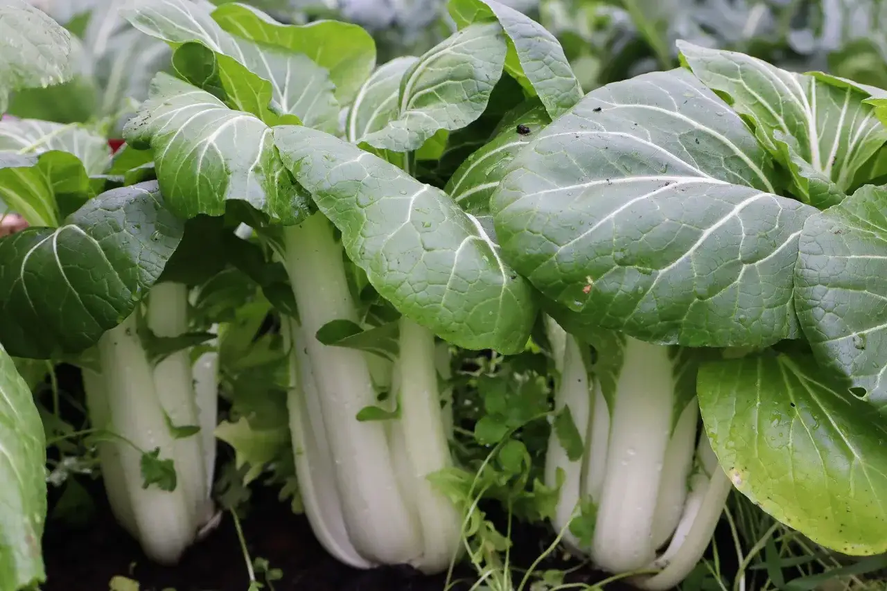 Färska, gröna blad med vita stjälkar av pak choi som växer i jorden. Vattendroppar syns på bladen.