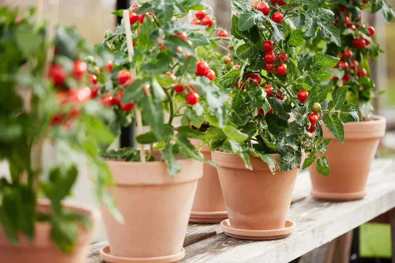 Rad av tomatplantor i krukor, med r&ouml;da tomater som h&auml;nger fr&aring;n grenarna. R&auml;tt avst&aring;nd mellan tomatplantor &auml;r viktigt f&ouml;r god sk&ouml;rd.