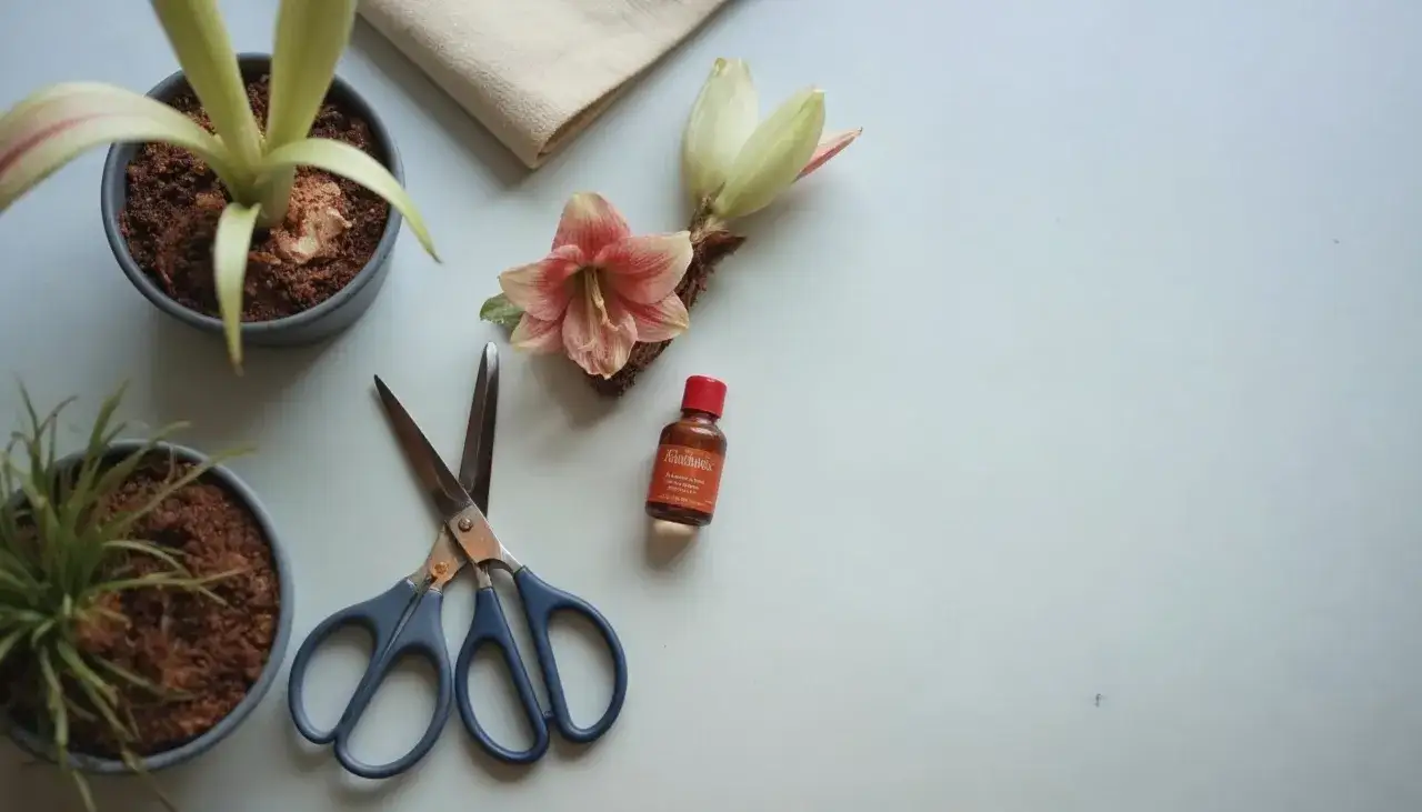 F&ouml;rberedelser f&ouml;r att odla amaryllis: en blomma, en knopp, sax, en liten flaska och tv&aring; krukor med v&auml;xter.