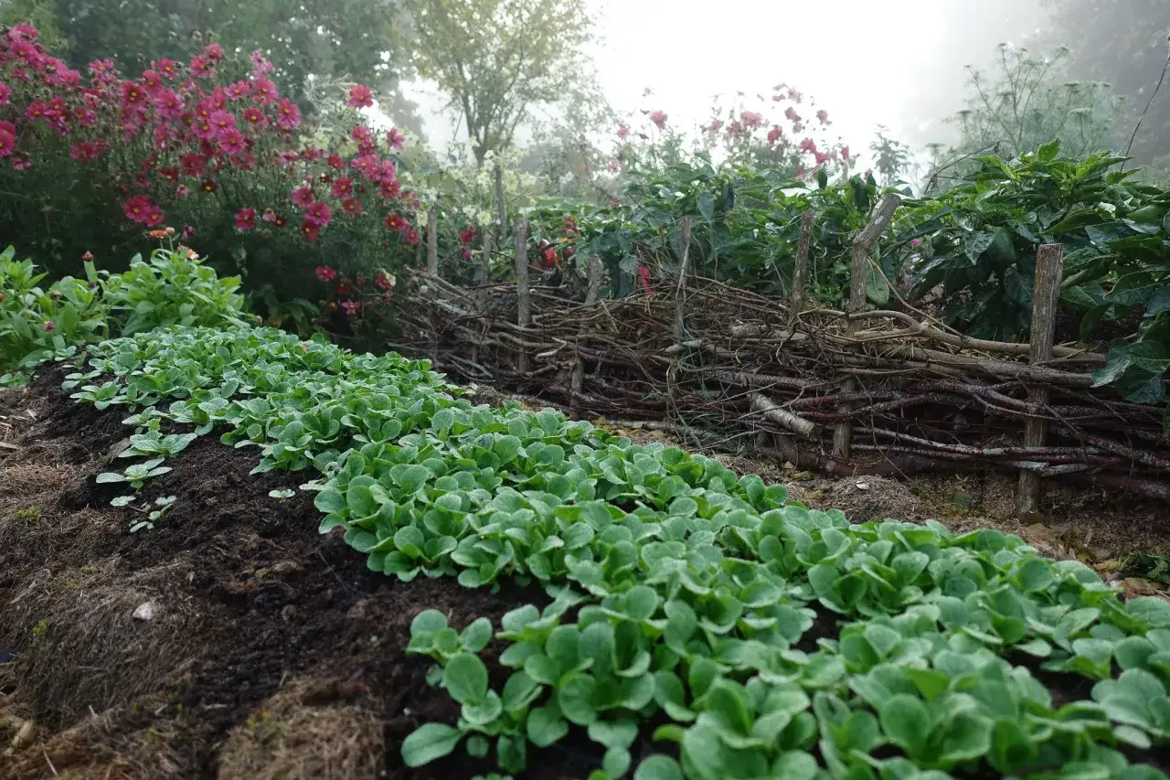 Rader av små gröna plantor, perfekta för en vintersallad att odla. Bakom syns en flätad trägärdesgård och rosa blommor.