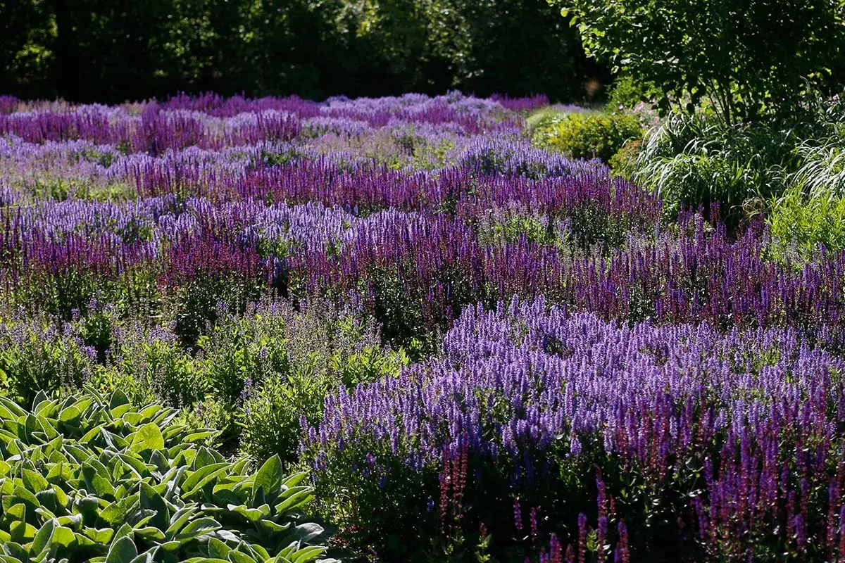 Ett f&auml;lt med t&aring;liga perenner i rabatt, fyllt av lila och violetta blommor som str&auml;cker sig mot solen.