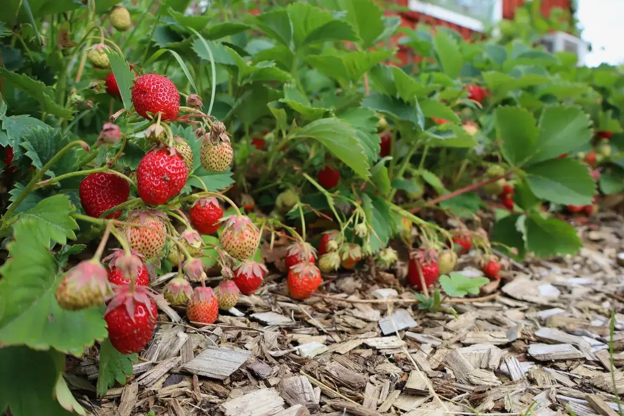 R&ouml;da och gr&ouml;na jordgubbar h&auml;nger fr&aring;n frodiga plantor, en h&auml;rlig inspiration f&ouml;r ditt eget jordgubbsland.