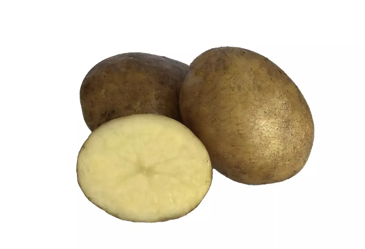 Tre hela och en halvdelad tidig potatis med ljusgult inre.