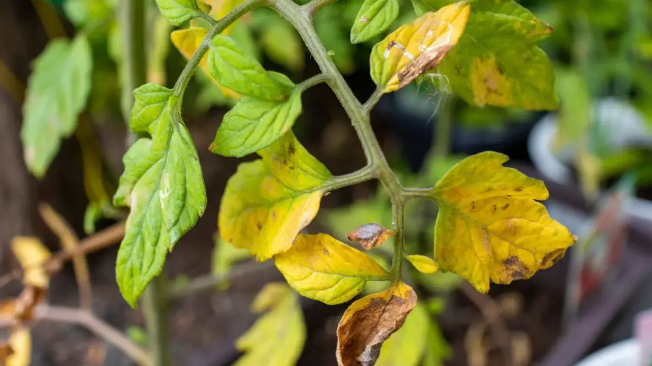 Tomatplantans blad blir gula och bruna, tecken p&aring; att n&aring;got inte st&aring;r r&auml;tt till.