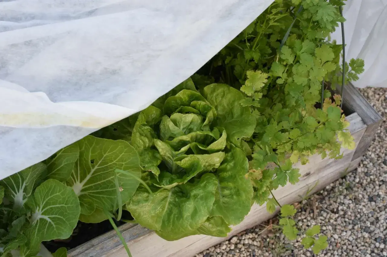 En frodig besk sallad v&auml;xer i en tr&auml;kruka under ett vitt skydd. Bredvid v&auml;xer koriander.