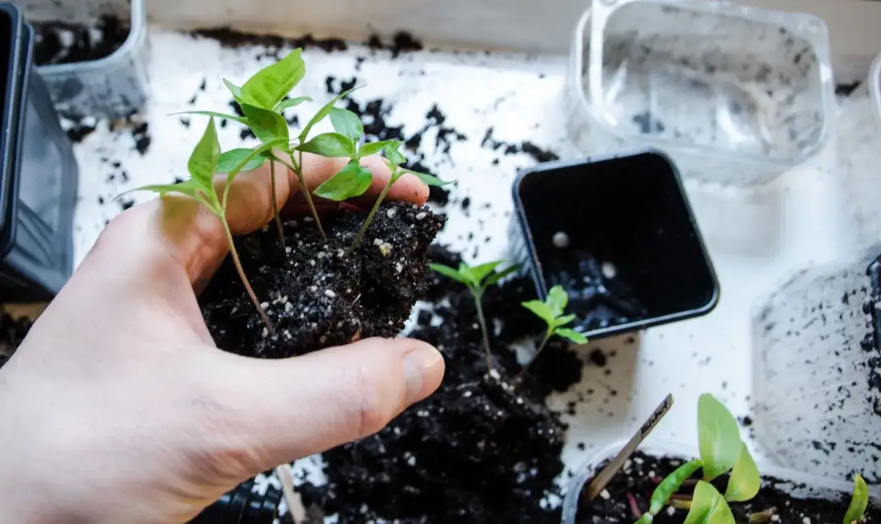 Hand h&aring;ller sm&aring; chiliplantor med jord f&ouml;r att plantera om djupare. Tomma krukor och mer jord syns i bakgrunden.