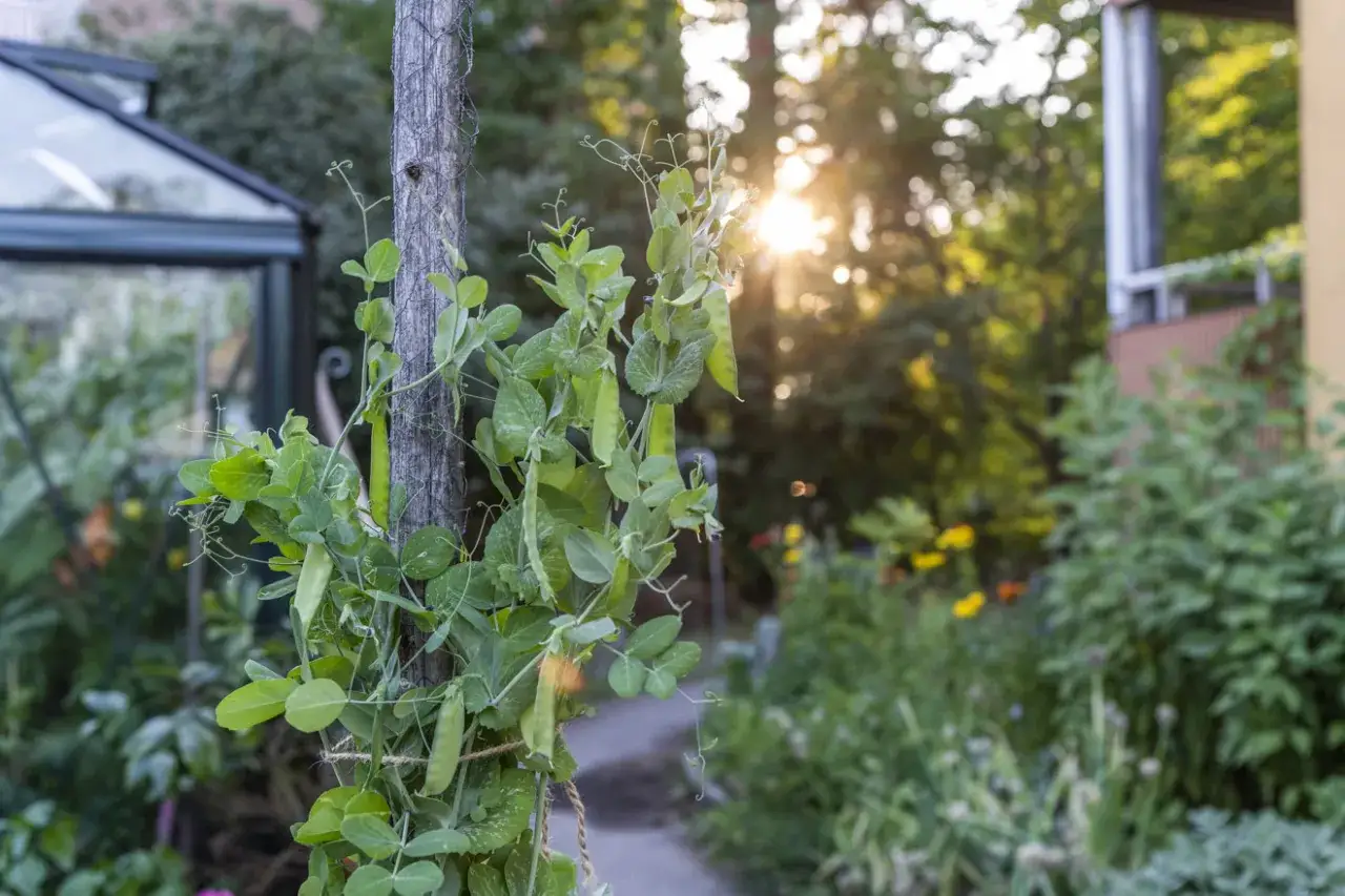 Ärtor klättrar på en träpåle i en trädgård, med solljus som bryter igenom lövverket. En växthus syns i bakgrunden. En härlig syn så i juli.