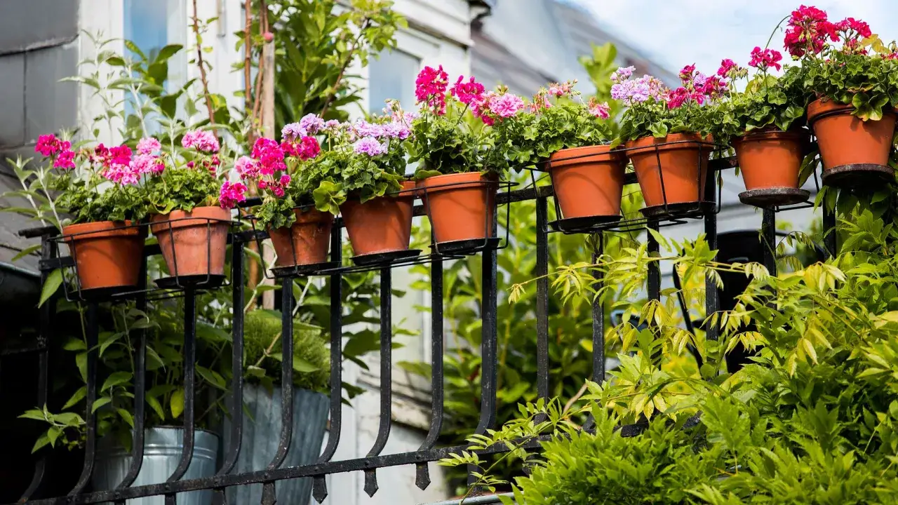 En rad vackra pelargoner utomhus blommar i terrakottakrukor på en balkongräcke.