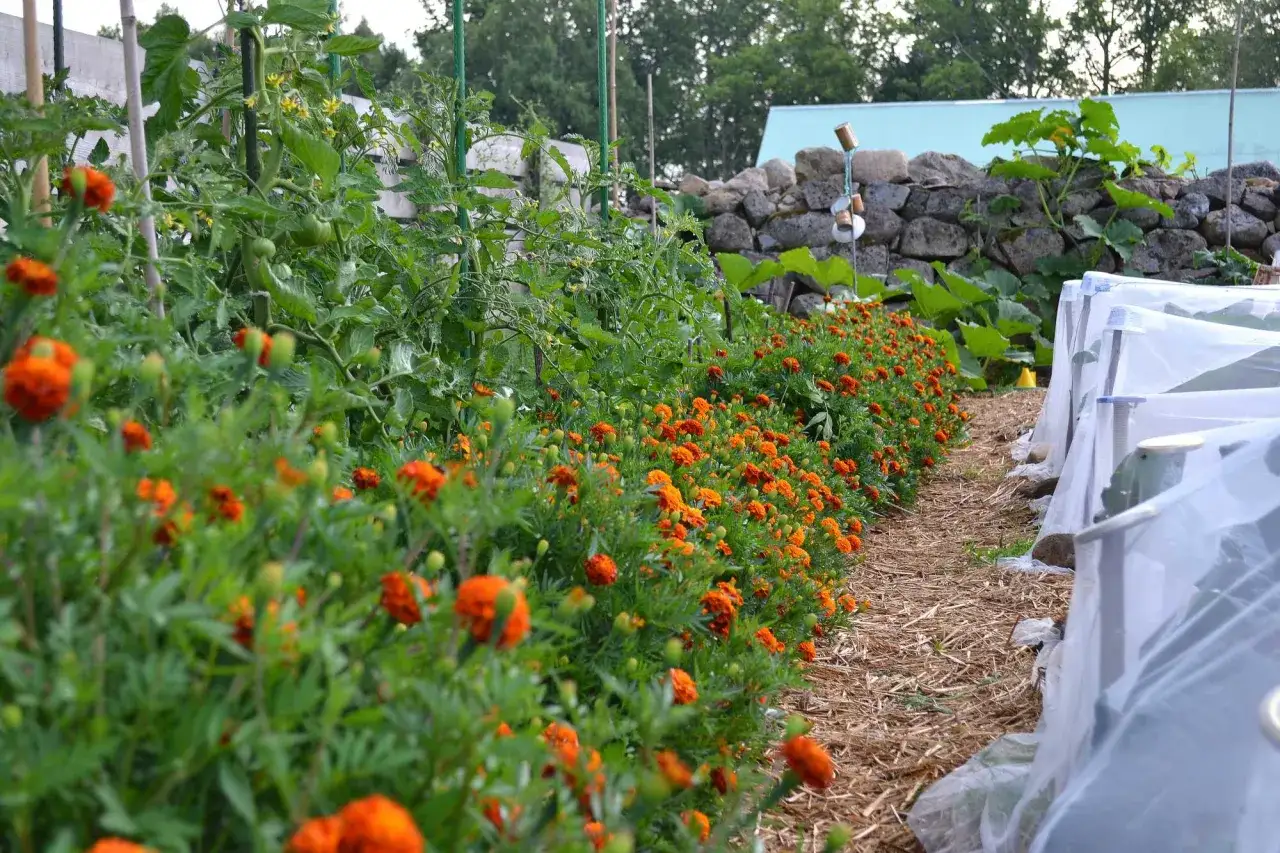 Tomaterna växer bra, omgivna av ringblommor. Det är dags att plantera ut tomaterna i landet.