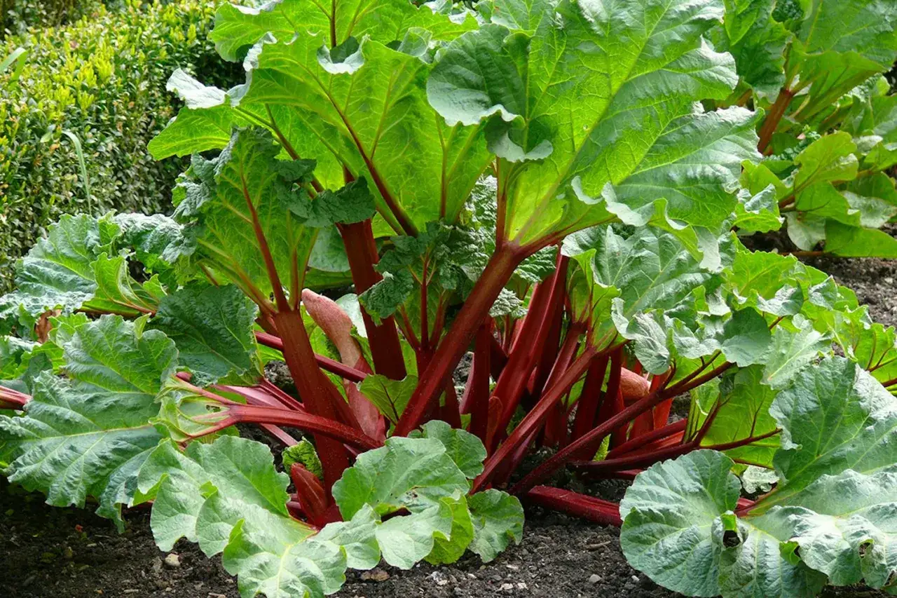 En frodig rabarberplanta med stora gr&ouml;na blad och r&ouml;da stj&auml;lkar. Perfekt f&ouml;r att plantera rabarber i din tr&auml;dg&aring;rd.