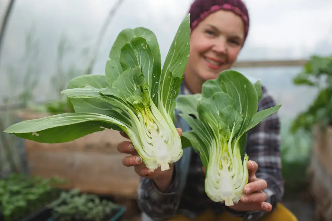 Glad odlare visar upp f&auml;rsk pak choi som blommar i v&auml;xthuset.