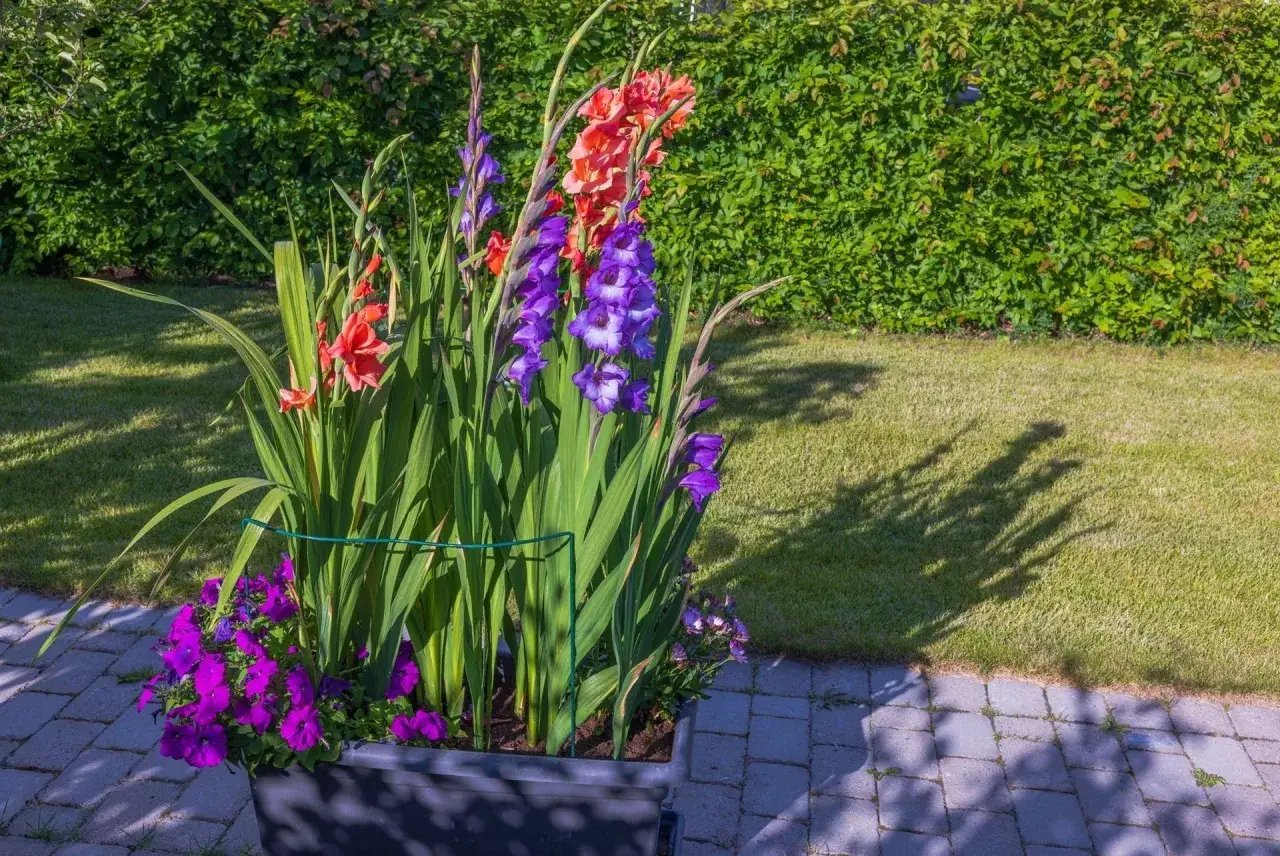 En stor bloml&aring;da med r&ouml;da och lila gladiolus samt lila petunior. En vacker syn att plantera gladiolus i.