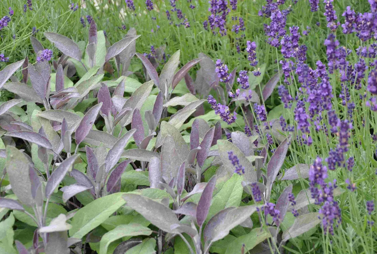 En vacker bolltistel samplantering med lavendel i bakgrunden. Bladen på bolltisteln är lila och grågröna, medan lavendeln blommar i lila nyanser.