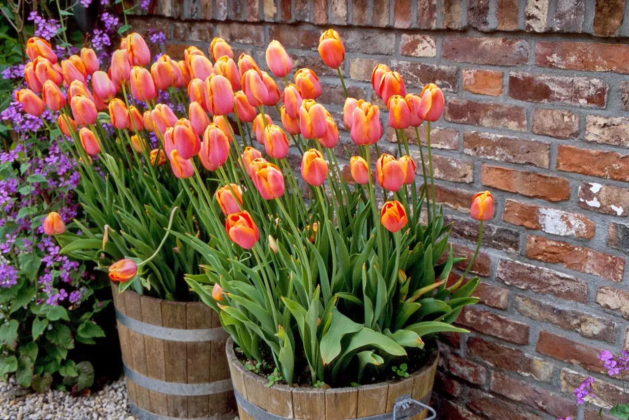 Orange and pink tulips bloom in wooden barrels against a brick wall.