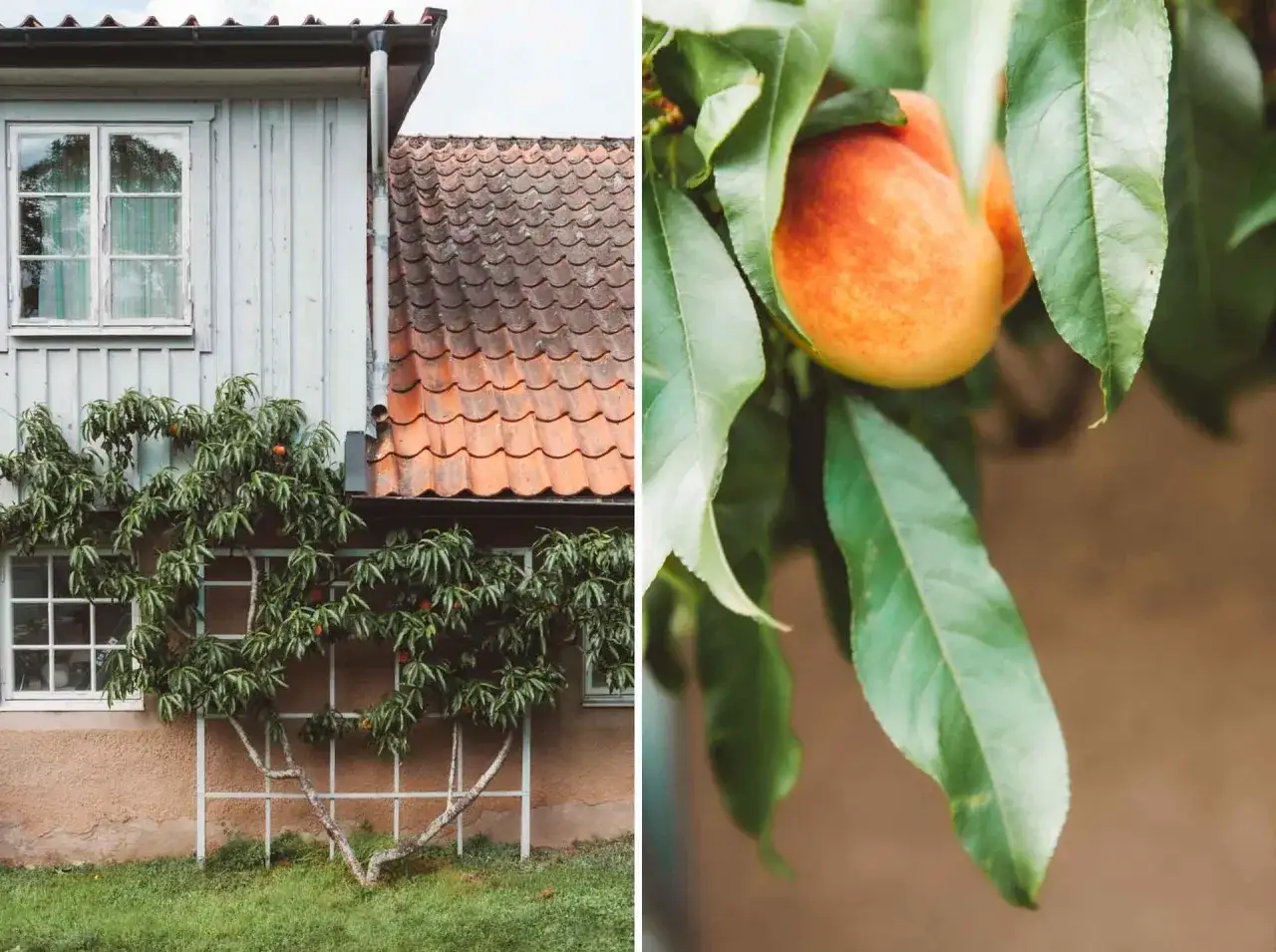 En persikabuske kl&auml;ttrar mot ett hus med tegeltak. En persika h&auml;nger bland gr&ouml;na blad, redo att sk&ouml;rdas.