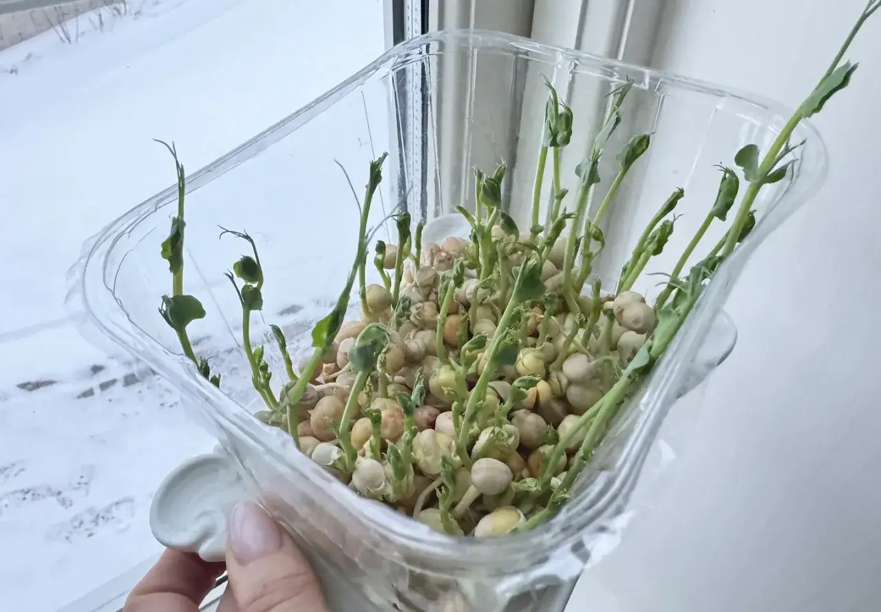 Sm&aring; &auml;rtplantor v&auml;xer i en plastbeh&aring;llare, ett enkelt s&auml;tt att odla microgreens utan jord.