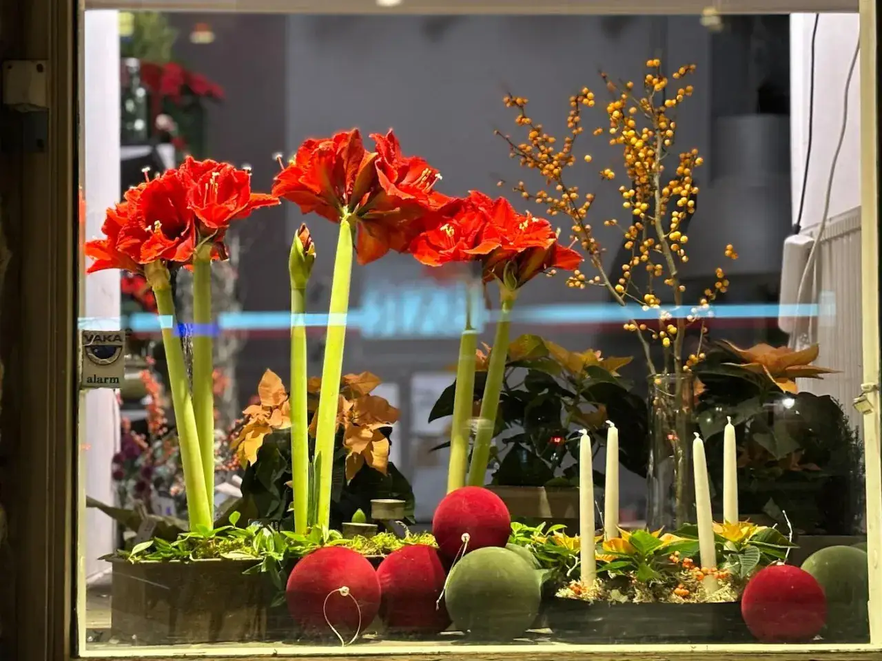 Vackra julblommor i kruka med röda amaryllis, orange bär och levande ljus skapar en festlig stämning.