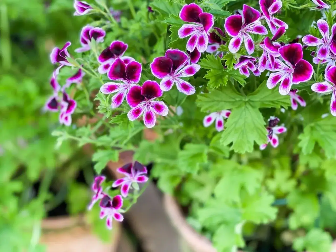 Vackra m&ouml;rklila och vita pelargon sorter blommar i en kruka.