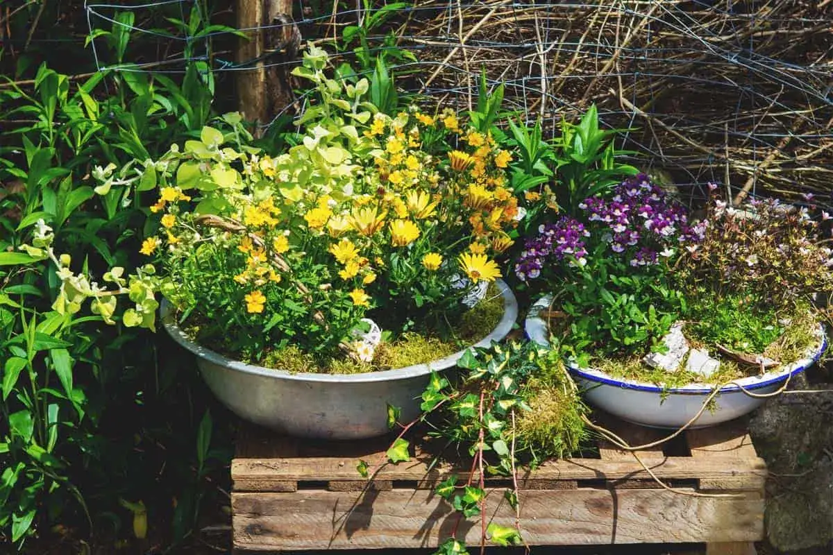 En vacker ros i kruka, omgiven av gula och lila blommor i en trädgård.
