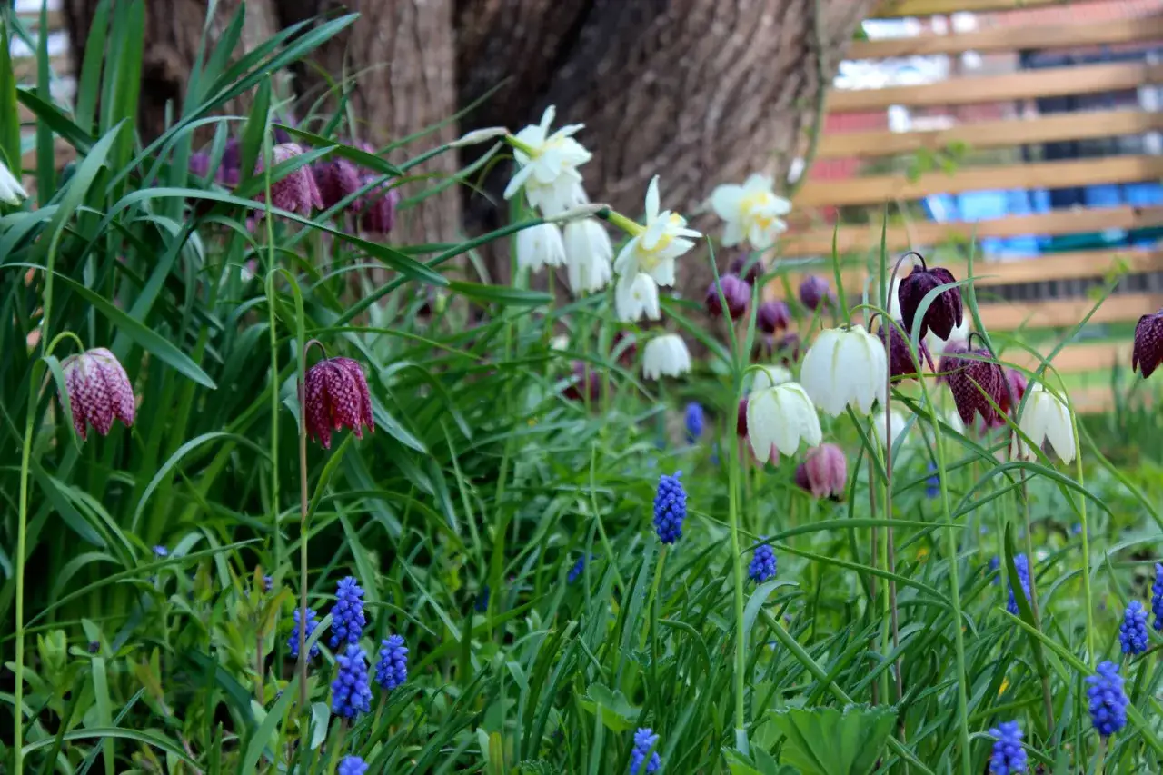 En vacker &auml;ng med schackbr&auml;deblomma utomhus, vita narcisser och bl&aring;a druvhyacinter.